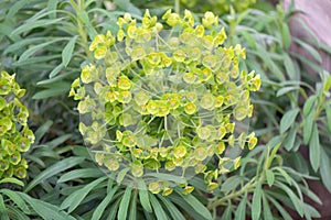 Mediterranean spurge Euphorbia characias Blue wonder, flowering photo